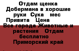 Отдам щенка Добермана в хорошие руки. Сука 5 мес. Привита › Цена ­ 5 000 - Все города Животные и растения » Отдам бесплатно   . Приморский край